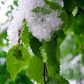 Snow on green leaves in spring