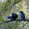 Crows in tree near Bridalveil Meadow