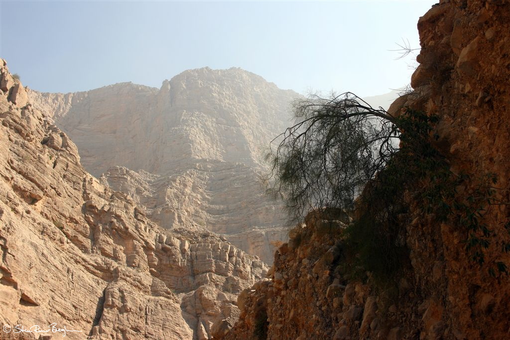 Tree in Wadi Galilah