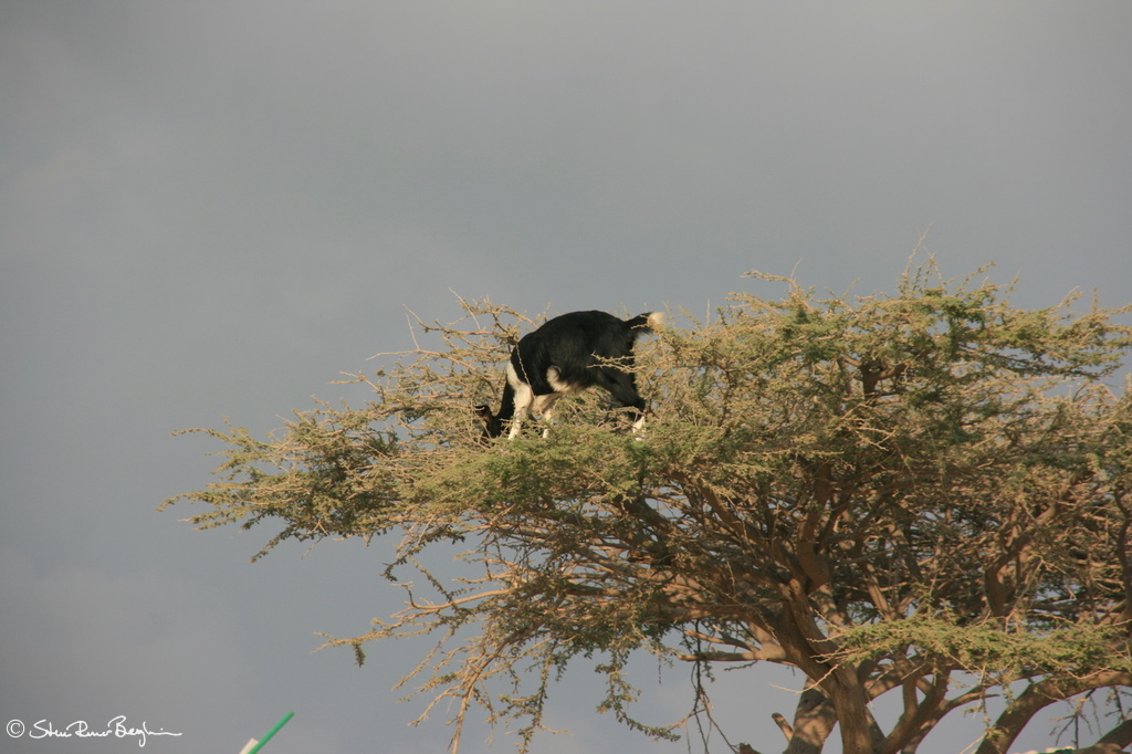 Goat in tree