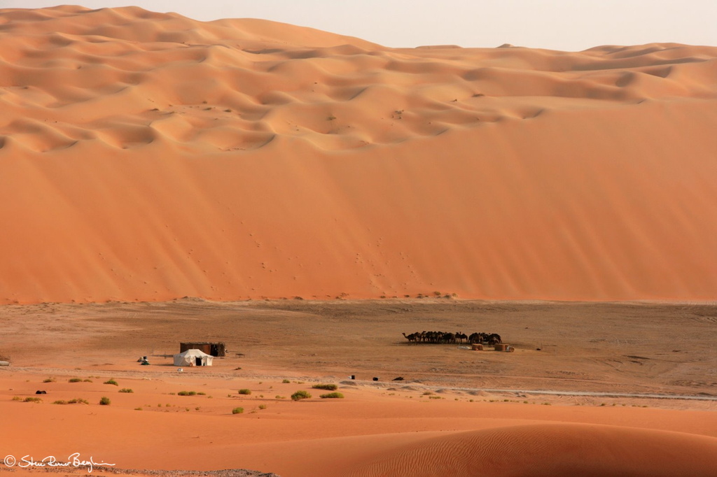 Camel camp in the Liwa desert