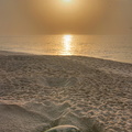 Turtle laying eggs at Ras al Jinz beach, Sur