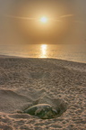 Turtle laying eggs at Ras al Jinz beach, Sur