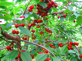 The Cherry Farm of Ivar Petter Grøtte