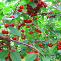 The Cherry Farm of Ivar Petter Grøtte