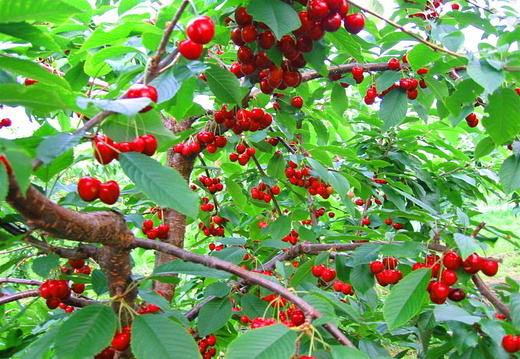 The Cherry Farm of Ivar Petter Grøtte