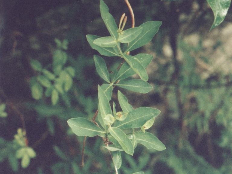 aax