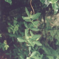 aax