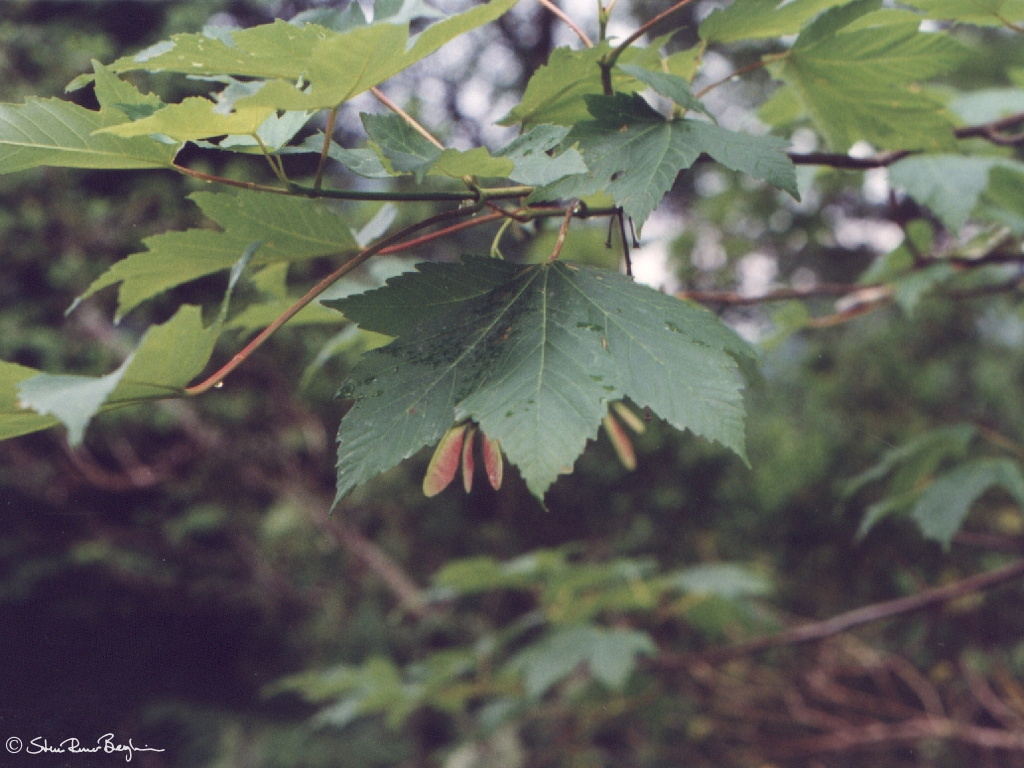 abr