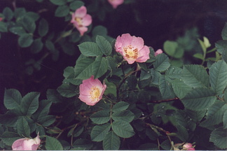 abw