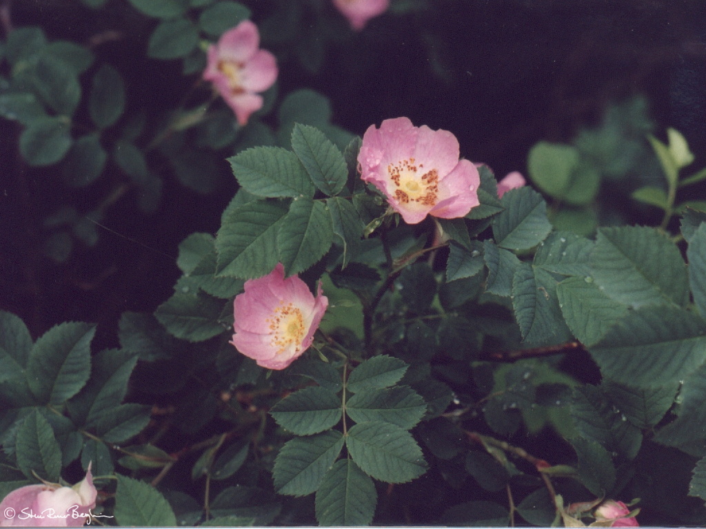 abw