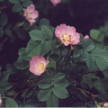 abw