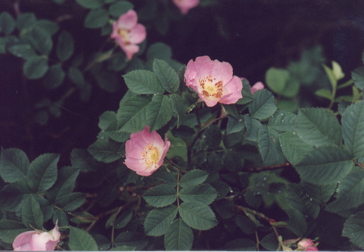 abw