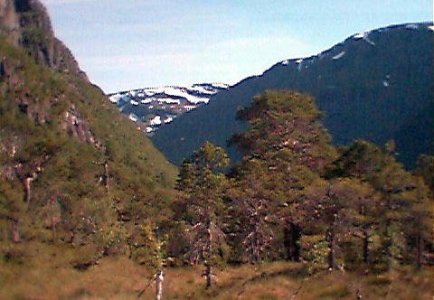 aaa
