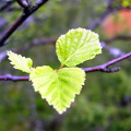 aal