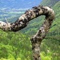 aam