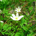 aan