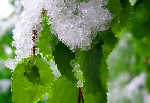 Snow on green leaves in spring