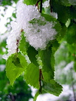 Snow on green leaves in spring