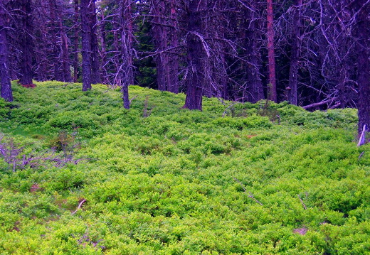 aaa
