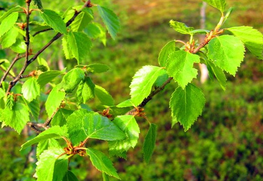 aam