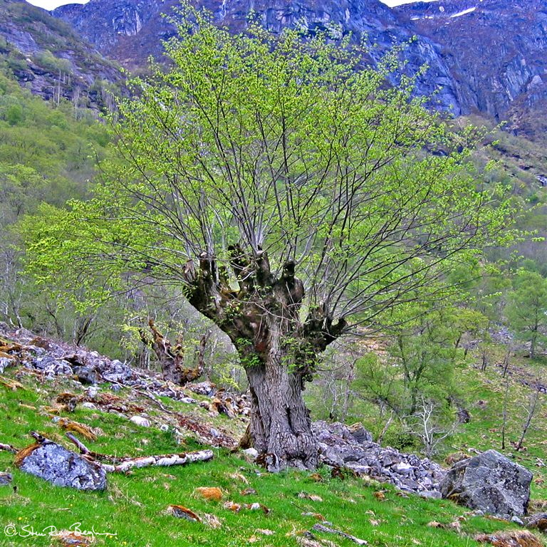 IMG_8911_copy