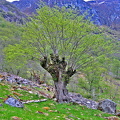 IMG_8911_copy