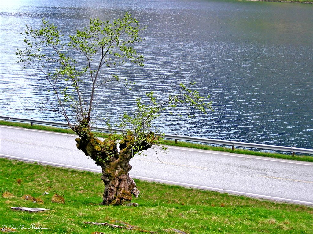 IMG_8916_copy