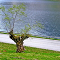 IMG_8916_copy