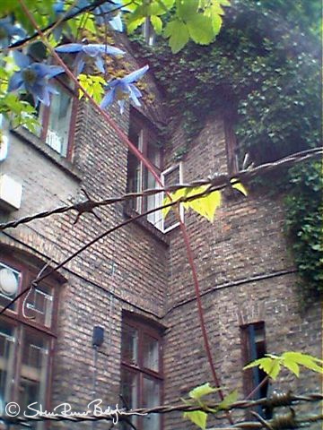 aal