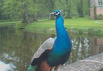 aaa