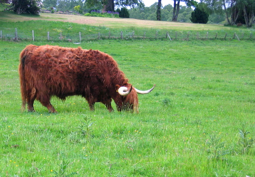 Highland Cattle