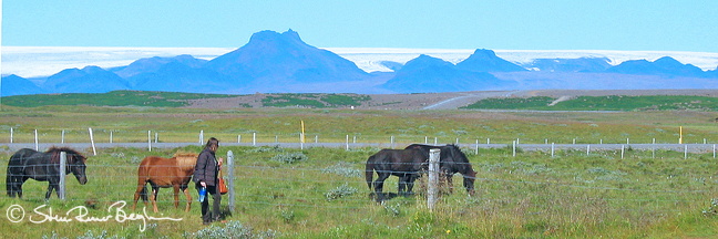 Horses and nasty mass-tourist near Gullfoss
