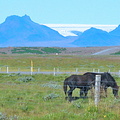 Horses and nasty mass-tourist near Gullfoss