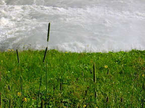 Fresh vegetation in the foam from Gullfoss