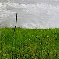 Fresh vegetation in the foam from Gullfoss