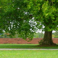 IMG_0379 copy2.jpg