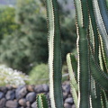 IMG_0701