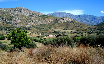 Corsican wineyard