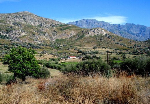 Corsican wineyard