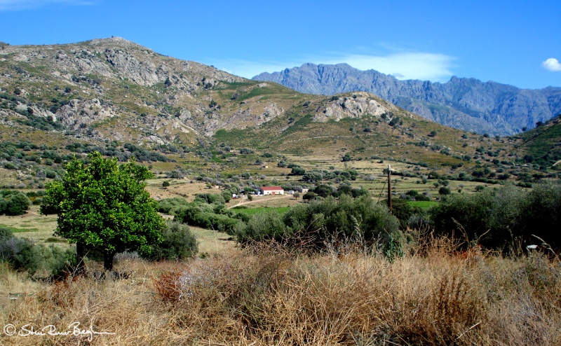 Corsican wineyard