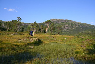 Ove på veg over myr i Gjengedalen