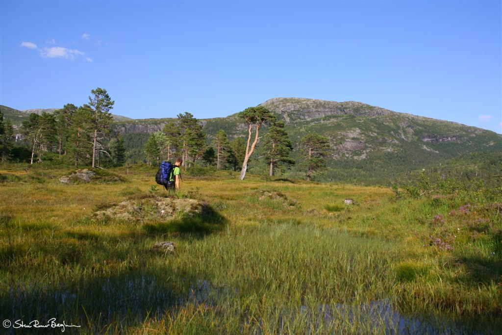 Ove på veg over myr i Gjengedalen