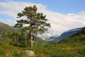 Fjellfuru framom Måsedalen
