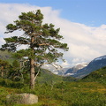Fjellfuru framom Måsedalen