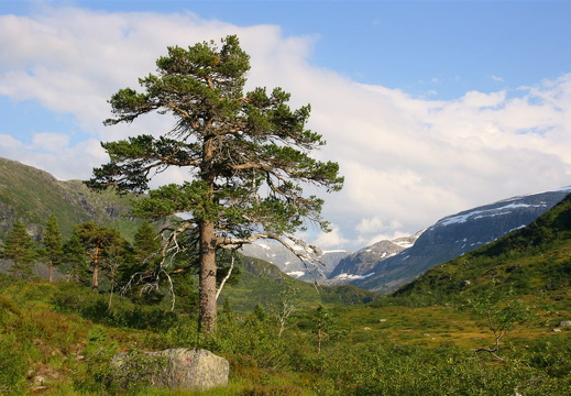 Fjellfuru framom Måsedalen