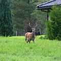 Hjort på Kleiva