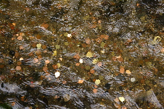 Ynskjebrunn