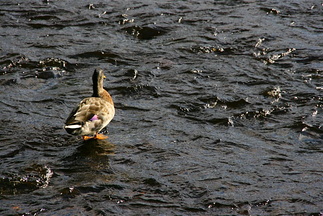 And i elva Tyne