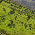 Grøne beitelier, Wasdale